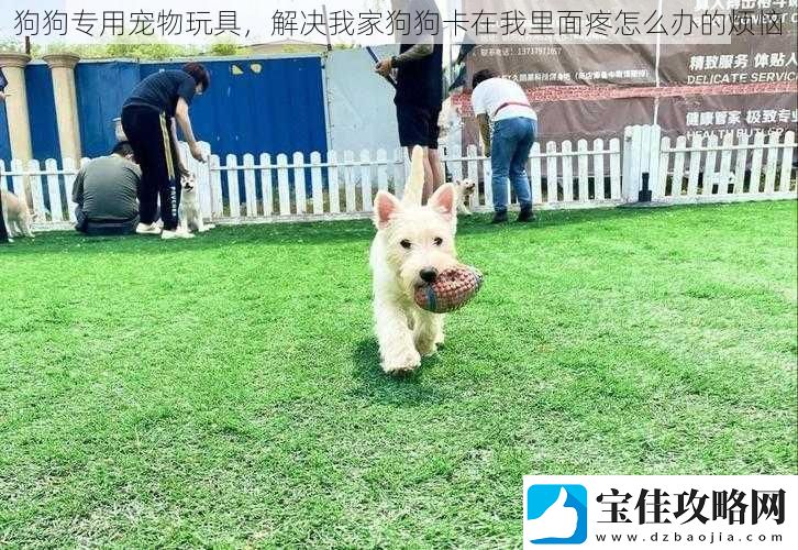 狗狗专用宠物玩具解决我家狗狗卡在我里面疼怎么办的烦恼